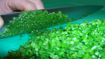Schnittlauch,Graslauch,Gewürzpflanze,Zwiebelgewächs,Zwiebelgewächse,ziebelartig,Gewürz,Küche,frisch,Lauch,Kräuter,Gartenkräuter,schneiden,Messer,Lauchgewächs,mild,würzig,Vitamin A,Vitamin C,Mineralstoffe,Pflanze,Schneidebrett,gesund,Gesundheit,Gewächs,pflanzen,Saat Aussaat,kochen,Verzierung,Würfel, chives, Allium schoenoprasum,